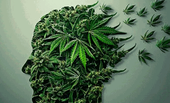 Ocho falsos mitos del consumo de cannabis
